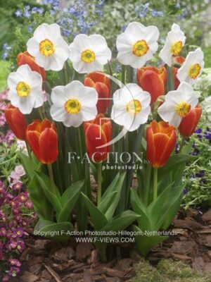 botanic stock photo Mixed
