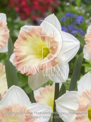 botanic stock photo Narcissus