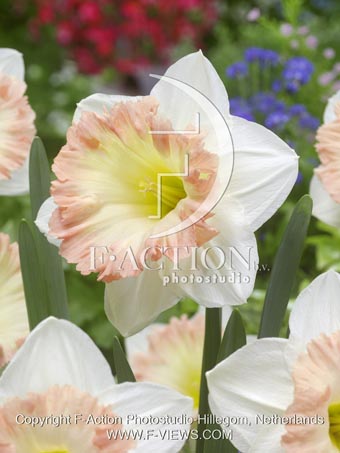 botanic stock photo Narcissus