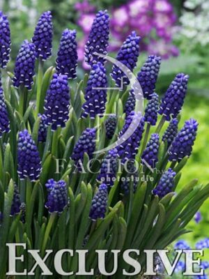 botanic stock photo Muscari