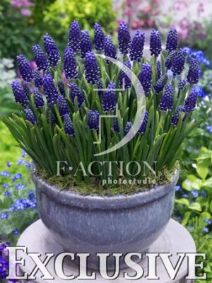 botanic stock photo Muscari