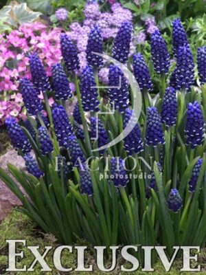 botanic stock photo Muscari