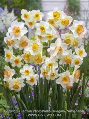 botanic stock photo Narcissus