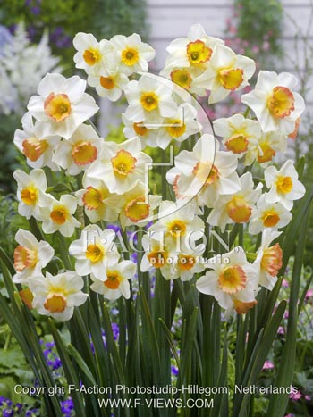 botanic stock photo Narcissus