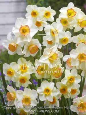botanic stock photo Narcissus