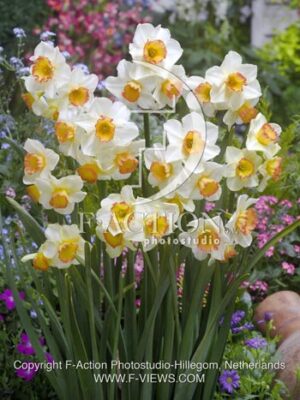 botanic stock photo Narcissus