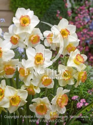 botanic stock photo Narcissus