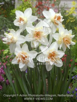 botanic stock photo Narcissus