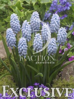 botanic stock photo Muscari