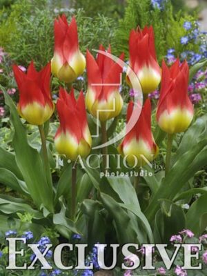 botanic stock photo Tulipa