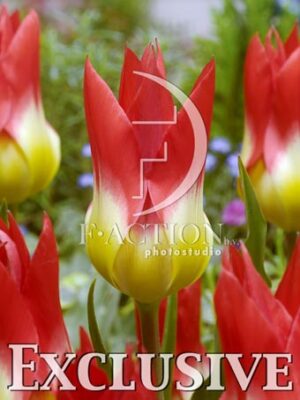 botanic stock photo Tulipa