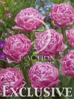 botanic stock photo Tulipa