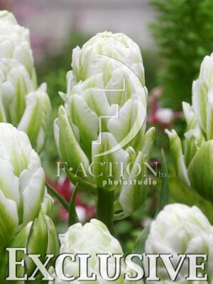 botanic stock photo Tulipa