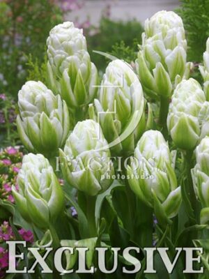 botanic stock photo Tulipa