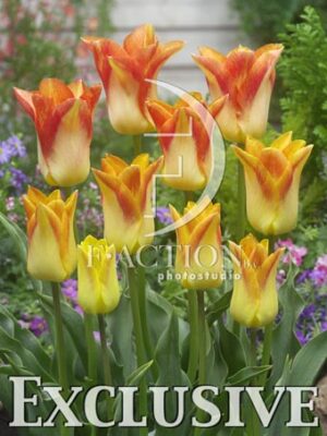 botanic stock photo Tulipa