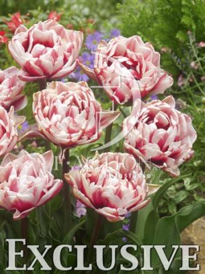 botanic stock photo Tulipa