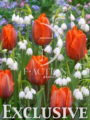 Tulipa Hermitage & Leucojum Gravety Giant
