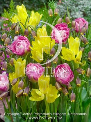 Tulipa Sunshine Club-Tulipa Double Sugar & Uva Vulpis