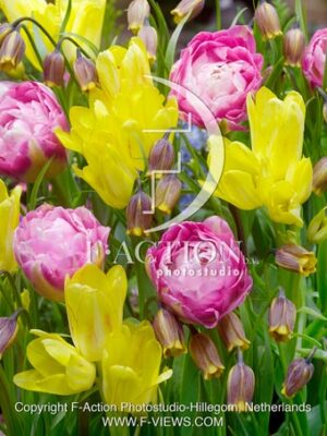 Tulipa Sunshine Club-Tulipa Double Sugar & Uva Vulpis