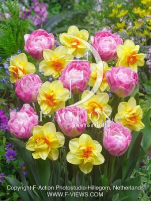 Tulipa Double Sugar & Narcissus Jersey Torch