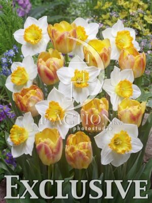 botanic stock photo Mixed