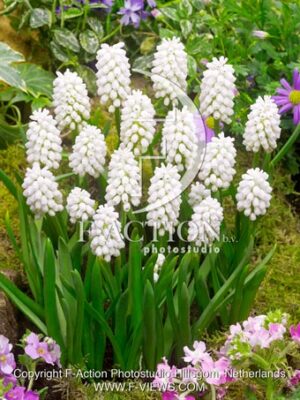 aucheri 'White Magic'