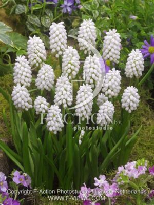 botanic stock photo Muscari