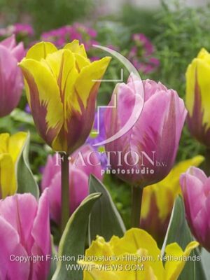 botanic stock photo Tulipa