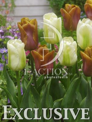 botanic stock photo Tulipa