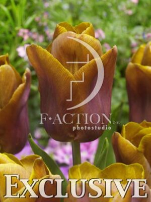 botanic stock photo Tulipa