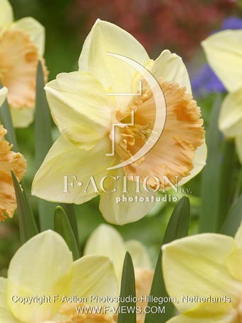 botanic stock photo Narcissus
