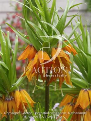 botanic stock photo Fritillaria