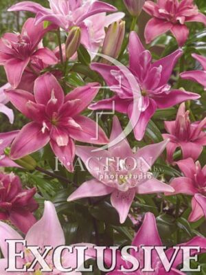 botanic stock photo Lilium
