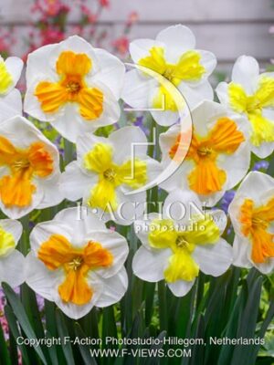 Trilune & Tricollet Mixed