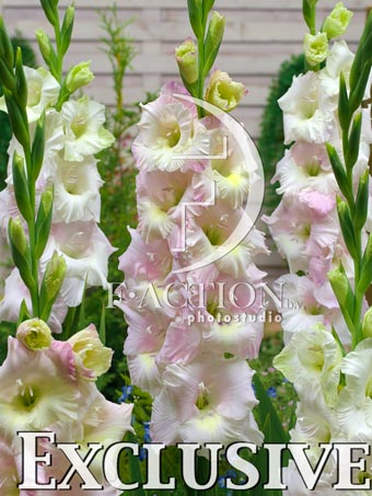 Multicolor Pink - Image 3