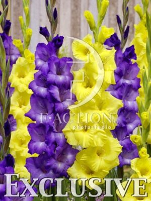 botanic stock photo Gladiolus
