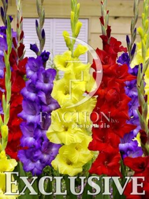 botanic stock photo Gladiolus