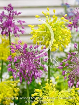 Flavum & Pulchellum mixed