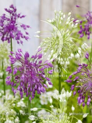 botanic stock photo Allium