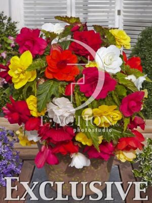 botanic stock photo Begonia