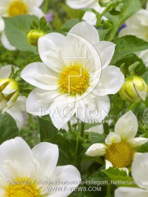 botanic stock photo Dahlia