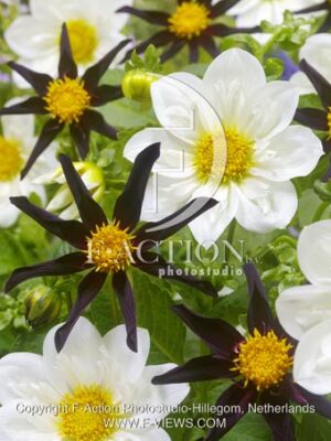 botanic stock photo Dahlia