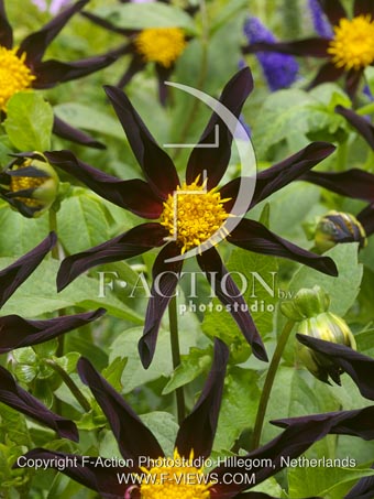 botanic stock photo Dahlia
