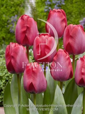 botanic stock photo Tulipa