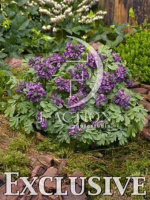 botanic stock photo Corydalis