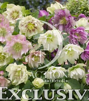 botanic stock photo Helleborus