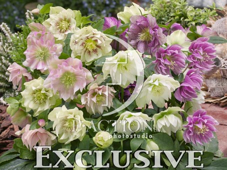 botanic stock photo Helleborus