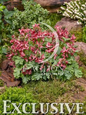 botanic stock photo Corydalis