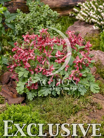 botanic stock photo Corydalis