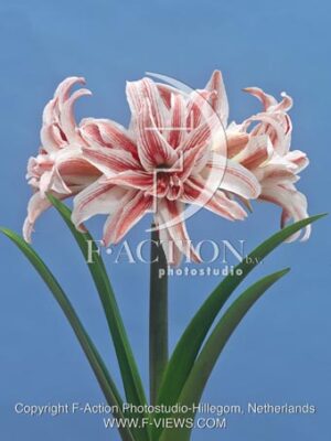 botanic stock photo Hippeastrum